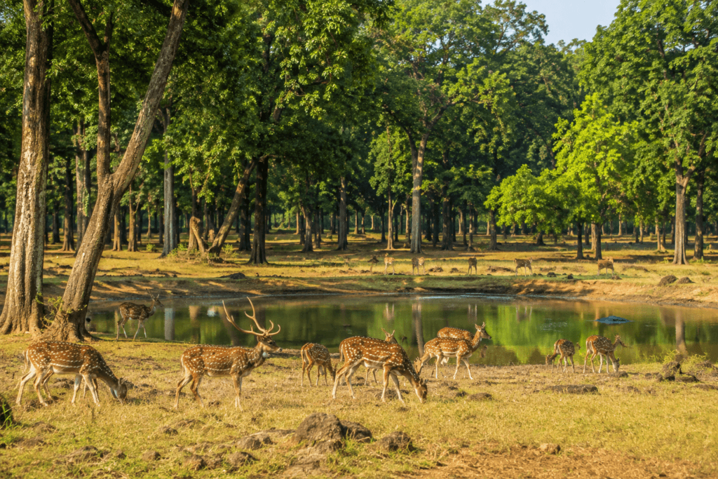 barnawapara wildlife sanctuary