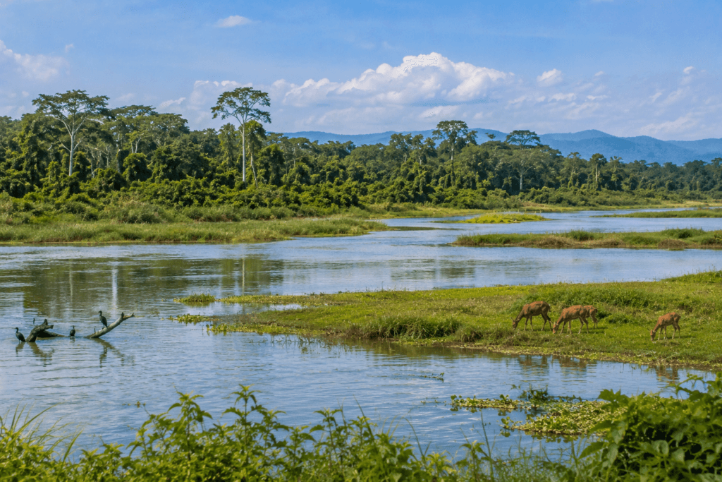 dibru saikhowa national park