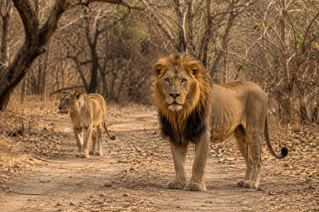 gir national park