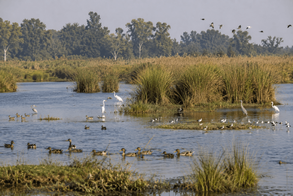 hardoi