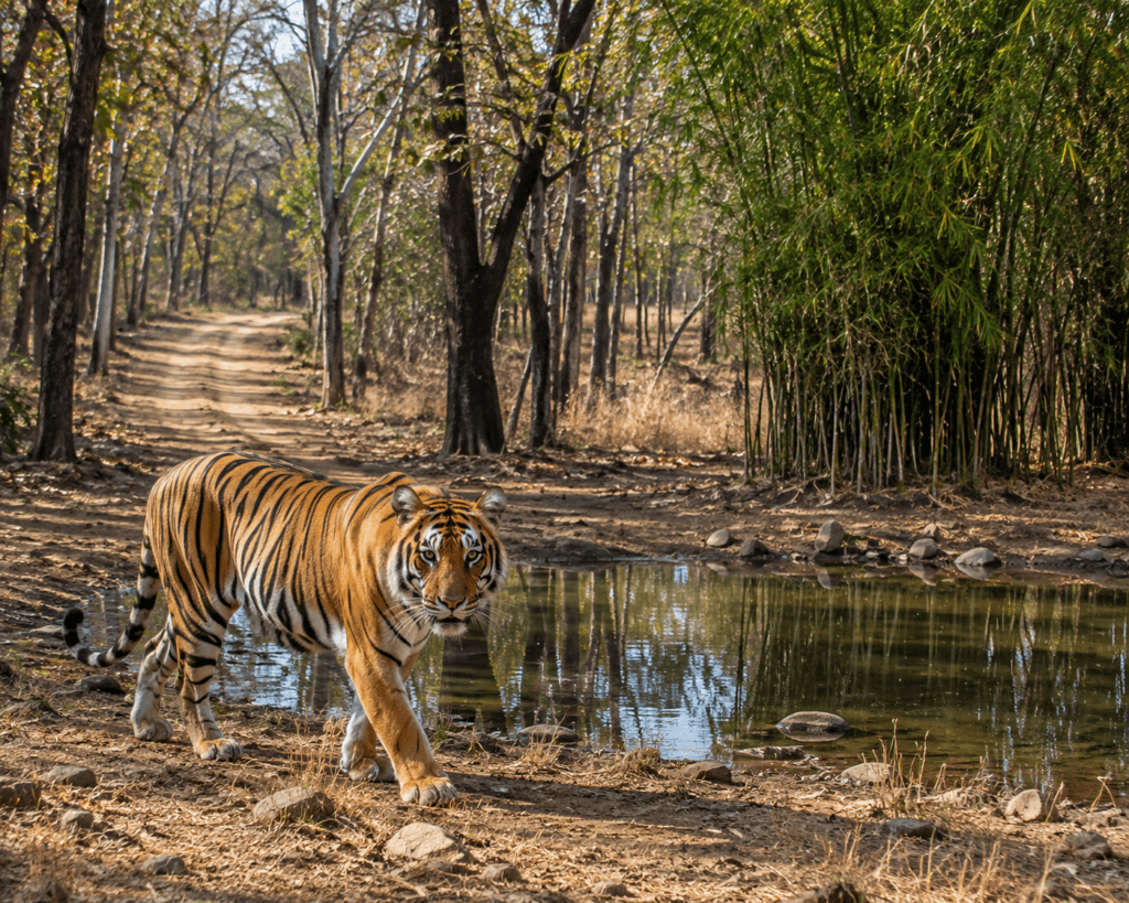 tadoba andhari tiger reserve