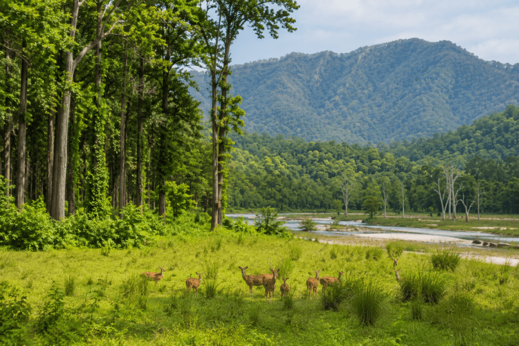 valmiki national park